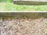 image of grave number 583099